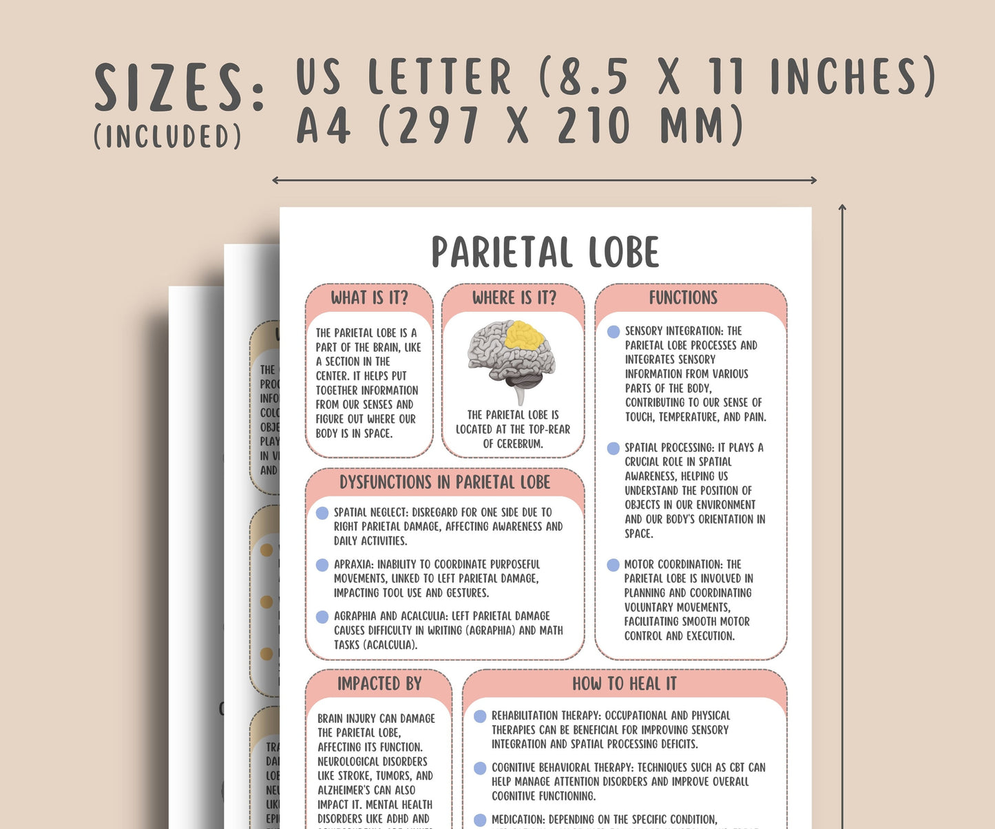 The Brain Regions Info Sheets