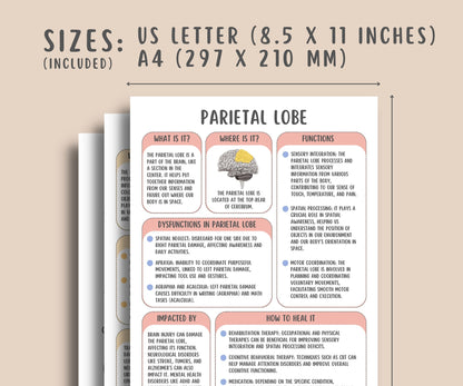 The Brain Regions Info Sheets