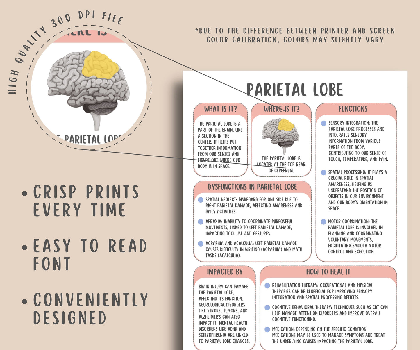 The Brain Regions Info Sheets