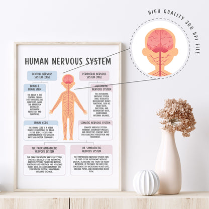Human Nervous System Poster