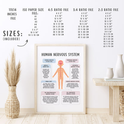 Human Nervous System Poster