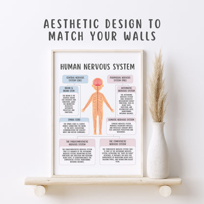 Human Nervous System Poster